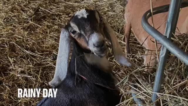 Goats On A Rainy Day