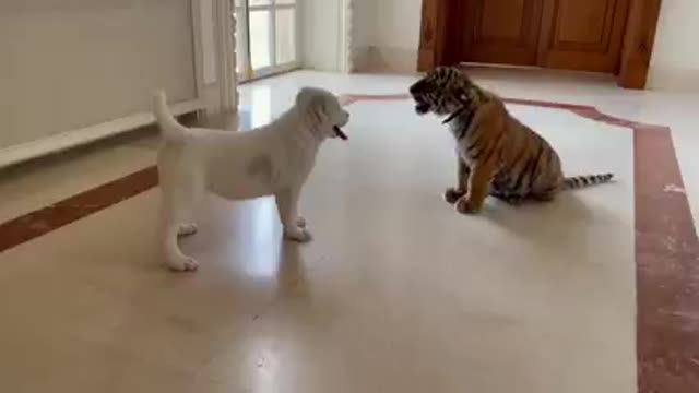 Best friends forever small tiger and dog!