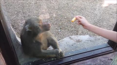 Monkeys react to magic