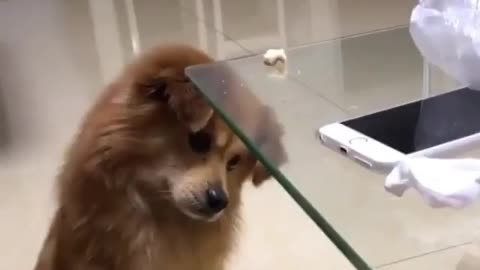 🤣 Funniest 😻 Cats And 🐶 Dogs - Cute And Funny Animal Videos 😇 +1 90
