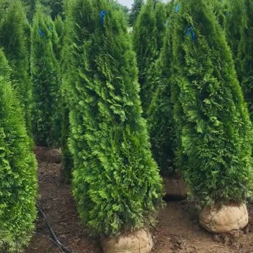 5/6 ft evergreen arborvitae