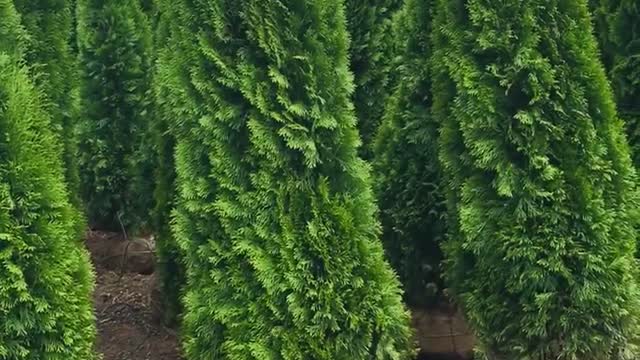 5/6 ft evergreen arborvitae