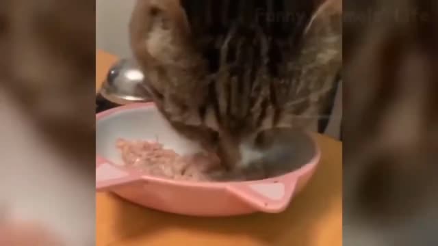 Best Funny Cats And Dogs Videos Try Not To Laught pets town