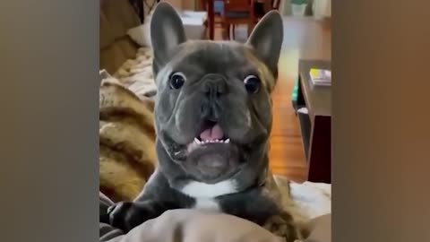 Funniest Animals Videos 2022 - Funny Cats and Dogs Videos 😹🐶