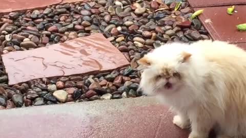 Funny Cats video | cats doing funny actions.