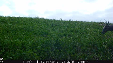 Whitetail Salad bar