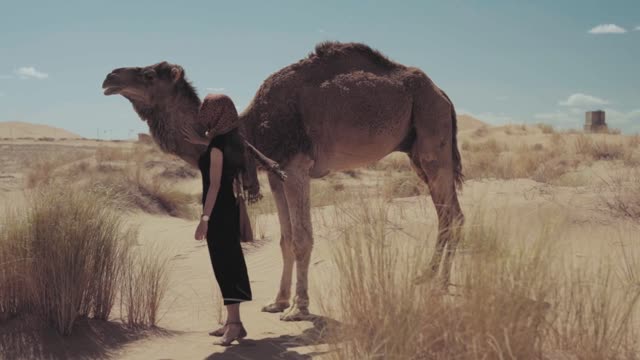 Camel eating food...