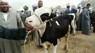 بقر اللبن والعجل والبقر الوالد بسوق الأربعاء بادفو اسوان