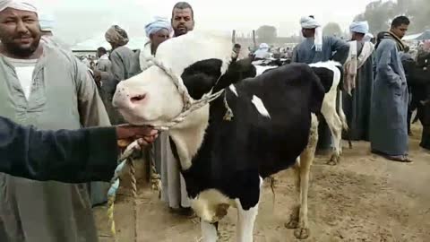 بقر اللبن والعجل والبقر الوالد بسوق الأربعاء بادفو اسوان