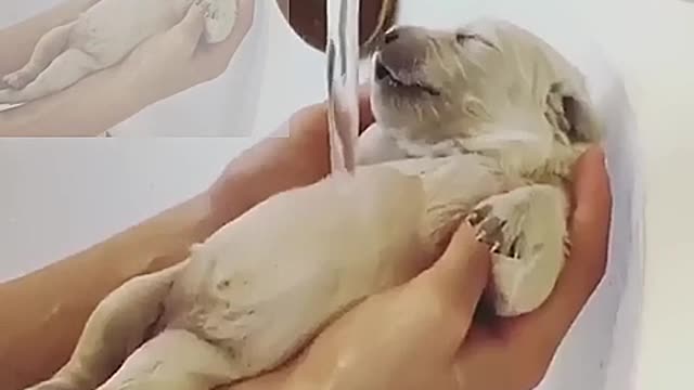 Sleeping baby dog takes a bath