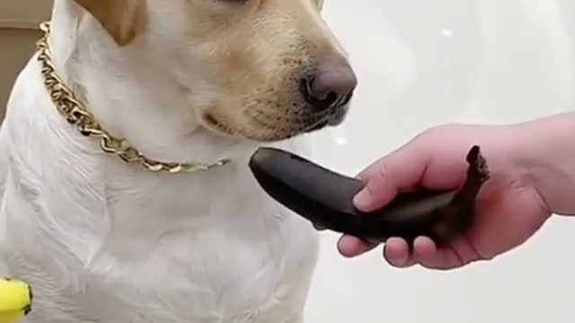 Cute and funny dog video compilation 2022| angary dog.