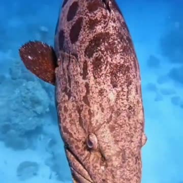 GROUP? BADEJO? MERE? WHAT SPECIES IS THIS?