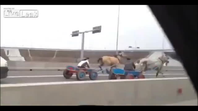 Racing horses on the highway (Meanwhile In Russia)