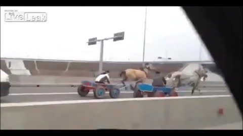 Racing horses on the highway (Meanwhile In Russia)