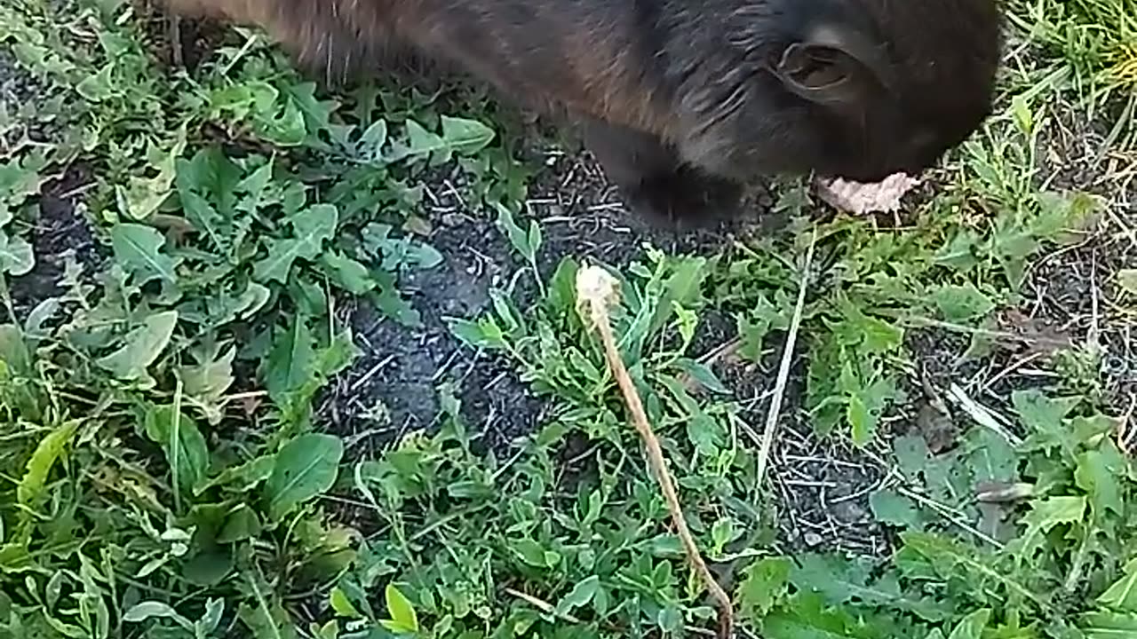 What a good kitty!🐱🍽️ He's asking for food so cutely! ❤️🥰