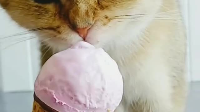 Cats eat ice cream