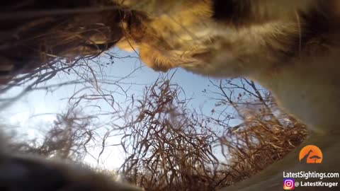 Leona juega con una GoPro en el Parque Nacional Gran Kruger