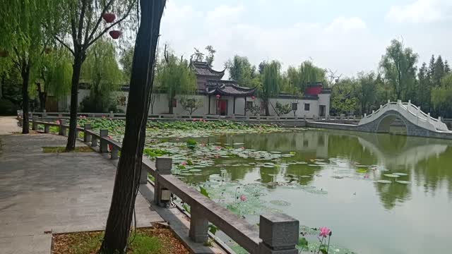 full pond lotus