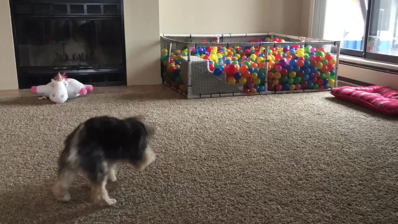 Ball Pit Fun