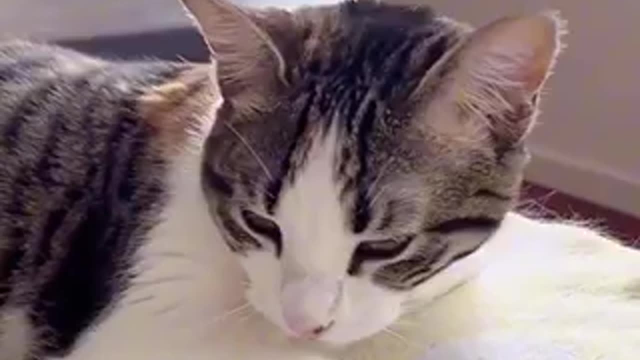 Beautiful cat 🐈 trending video