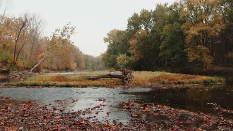 Beautiful Scenery of Flowing River in an Autumn Mood Forest