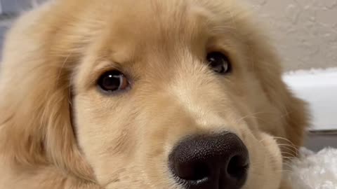 COOL as a cucumber 😎 #goldenretrieverpuppy #goldenretriever #fyp