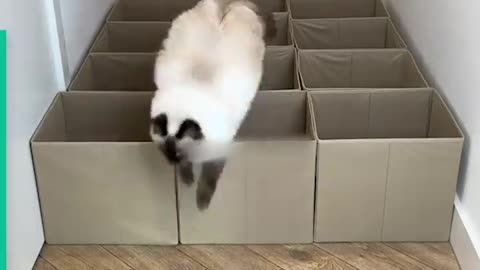 My Cats VS more Obstacle Courses