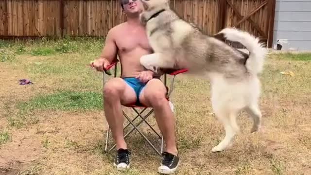 Funny dog