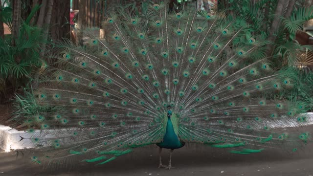 beautiful peacock