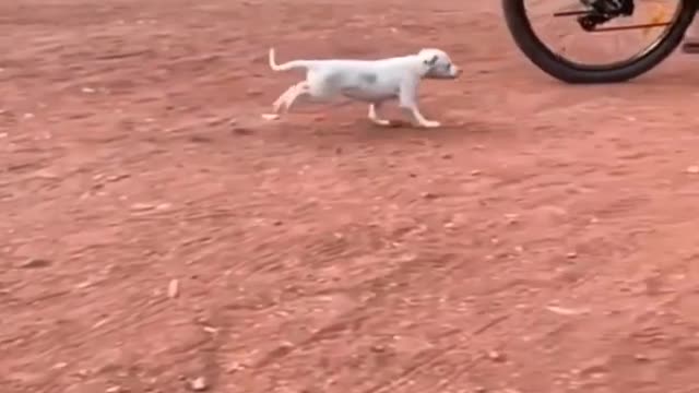 Dog 🐕 Run faster than cycle