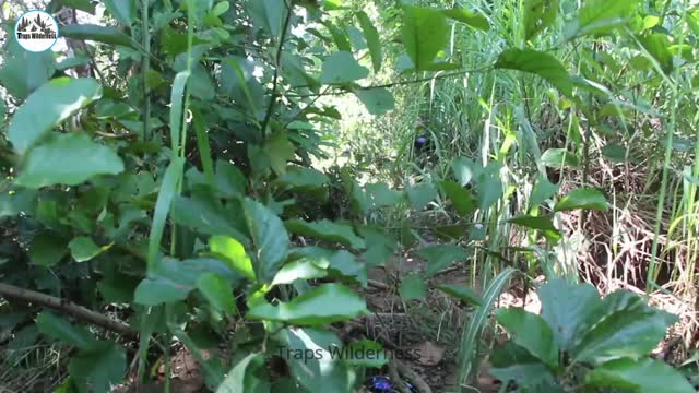 Survival Skill Cooking wild Vegetable and eating for survival food in jungle