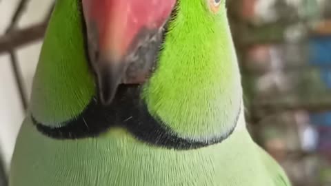 Cute parrot Speak 😊😊😊