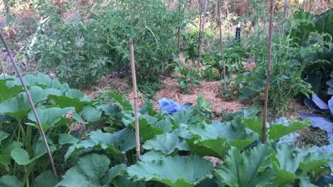 8/02/22 Lifting Spirits With Garden Abundance!