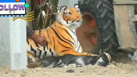 Funny pranks with fake tiger