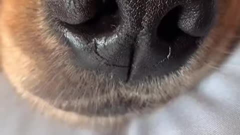 Ultimate Baby Dogs - Cute and Funny Dog Videos Compilation #Shorts