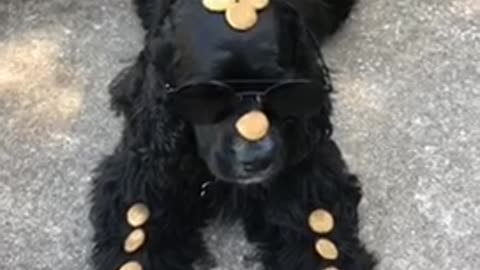 Black dog black sunglasses with a bunch of treats on it