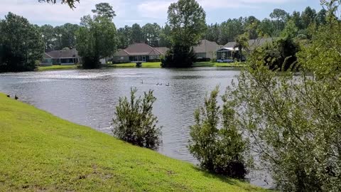 Straight line "Geese" on the lake.