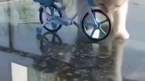 Funny Animals having Fun