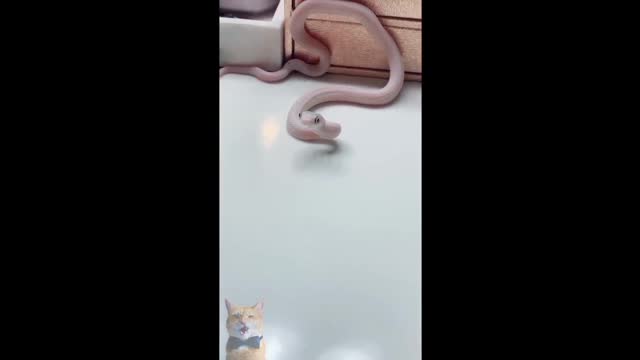 Snakes Can Be Soo Cute Too - Funny Snake Videos 2021