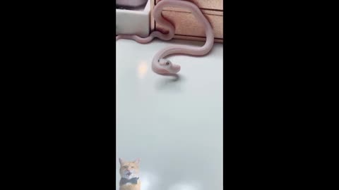 Snakes Can Be Soo Cute Too - Funny Snake Videos 2021