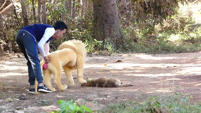 [Best New Prank] - Super Big Lion vs Sleeping Dogs - Funny Videos