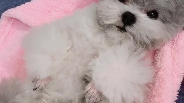 Am I cute? Can you give me a little love? 02