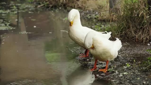 Some big snow-white geese