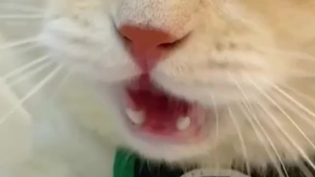 cat funny video