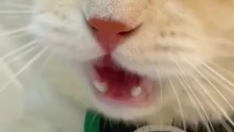 cat funny video