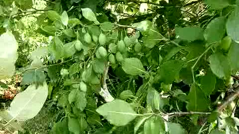 Soon the plum will ripen