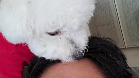 A puppy who mistook his owner's head for food. Bichon poodle