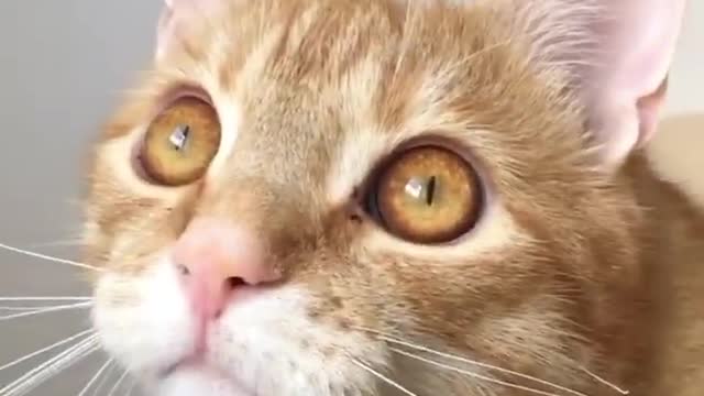 Sooo cute Brown Cat 😻😻