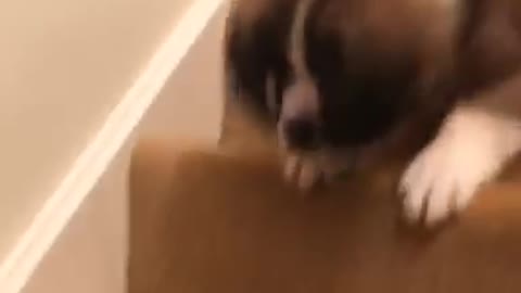 Brown white saint bernard puppy slides down carpeted stairs