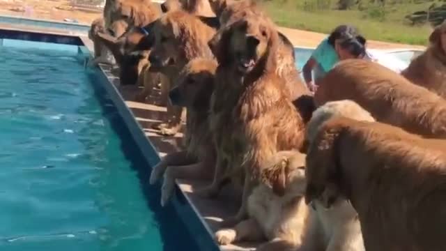 dog pool partyy